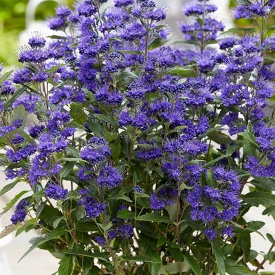 Caryopteris Clandonensis Grand Bleu - Bluebeard Garden Shrub